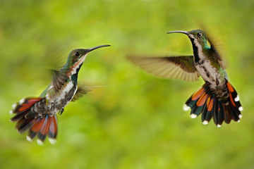 Couple of two hummingbirds Green-breasted Mango in the fly with light green and orange flowered background, wild tropic bird in the nature habitat, pair of animals, wildlife, Panama