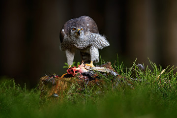 Goshawk kill Common Pheasant on the grass in green forest, bird of prey in the nature habitat, action feeding scene in dark forest, animal from Russia