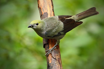 Obraz premium Palm Tanager, Thraupis palmarum, bird in the green forest habitat sitting on the branch Costa Rica