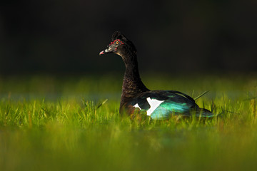 Muscovy Duck, Cairina moschata, in the water green grass, bird in the nature habitat, Barranco Alto, Pantanal, Brazil