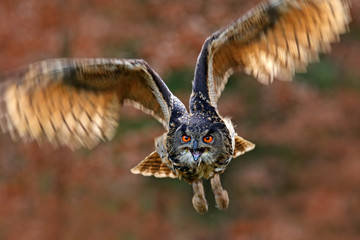 Flying bird with open wings in grass meadow, face to face detail attack fly portrait, orange forest...