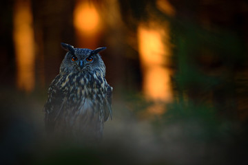 Evening light in the forest, big Eurasian Eagle Owl sitting on green moss stone in dark forest,...