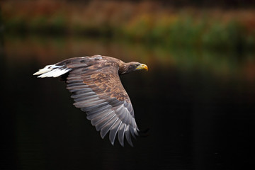 White-tailed Eagle Haliaeetus albicilla. Eagle flight above the water lake. Bird of prey eagle  with forest in background. Eagle in the nature habitat, wildlife. Eagle in the forest. Eagle in Sweden
