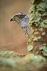 Detail of hidden head portrait, bird of prey Goshawk, sitting on the branch in the fallen larch forest during autumn, hidden behind the tree trunk, Norway