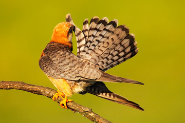 Red-footed Falcon, Falco vespertinus, bird sitting on branch with clear green background, cleaning plumage, feather in the bill, animal in the nature habitat, Hungary