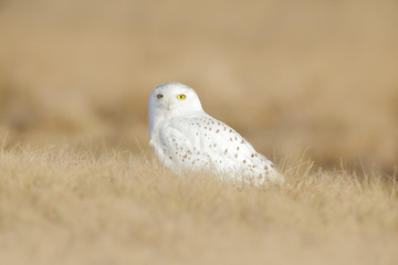 Bird snowy owl with yellow eyes sitting in grass, scene with clear foreground and background, in the nature habitat, Canada