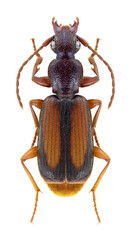 Beetle Polistichus connexus