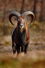 Mouflon, Ovis orientalis, forest horned animal in the nature habitat, portrait of mammal with big horn, Praha, Czech Republic