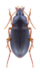 Beetle Calathus ambiguus