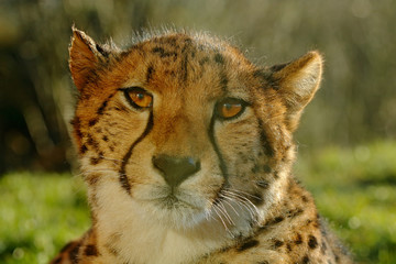 Cheetah, Acinonyx jubatus, detail sun portrait of wild cat, Fastest mammal on land, the cheetah can reach speeds of 60 or perhaps even 70 miles an hour over short distance, Namibia, Africa