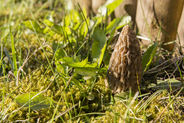morel mushroom common in the grass near a wooden palisade - Morchella Esculenta