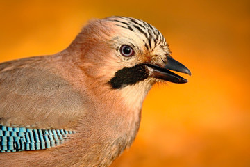Portrait of nice bird Eurasian Jay, Garrulus glandarius, with orange fall down leaves and morning sun during autumn, animal in the nature habitat, Slovakia