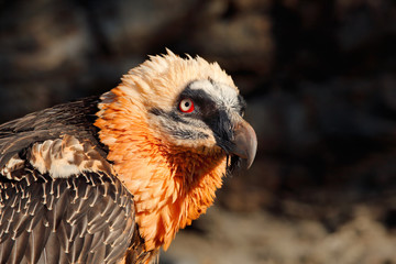 Bearded Vulture, Gypaetus barbatus, detail portrait of rare mountain bird, in stone habitat, Spain