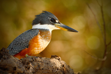 Ringed Kingfisher, Megaceryle torquata, blue and orange bird sitting on the tree branch, bird in the nature habitat, Baranco Alto, Pantanal, Brazil