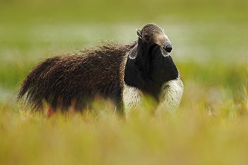 Obraz premium Running Giant Anteater, Myrmecophaga tridactyla, animal with long tail and log nose, in the nature habitat, Pantanal, Brazil