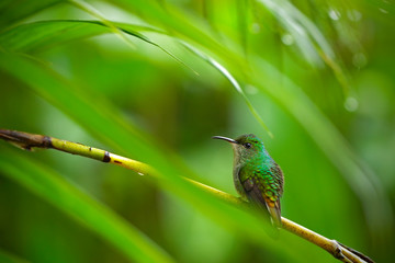 Green hummingbird in the tropical forest, Salvador