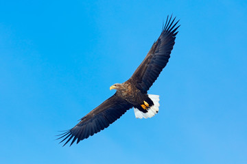 White-tailed eagle, Haliaeetus albicilla, big bird of prey on thy dark blue sky, with white tail, Japan