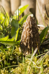 morel mushroom common in the grass near a wooden palisade - Morchella Esculenta