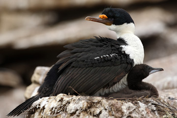 Cormorant with young in the nest. Imperial Shag, Phalacrocorax atriceps, in the nest in the rock, sea bird in the nature habitat, Falkland Island. Animal nesting behaviour.