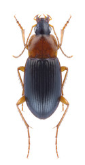 Beetle Calathus melanocephalus