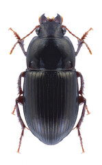 Beetle Amara consularis