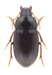 Beetle Amara bifrons