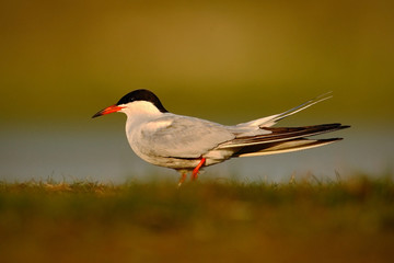 Common tern, Sterna hirundo, is a seabird of the tern family Sternidae, bird in the clear nature habitat, animal near the river, spring time, during morning sunrise, France