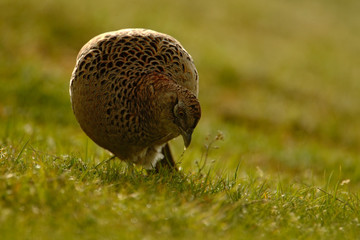 Female of Common Pheasant, bird with long tail on the green grass meadow, animal in the nature habitat, wildlife scene from France, with morning light