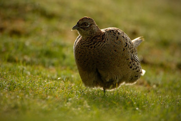 Female of Common Pheasant, bird with long tail on the green grass meadow, animal in the nature habitat, wildlife scene from Germany with morning light