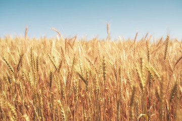 Golden Wheat Field - obrazy, fototapety, plakaty