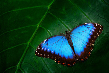 Blauwe Morpho, Morpho peleides, grote vlinder zittend op groene bladeren, mooi insect in de natuur habitat, dieren in het wild, Amazon, Peru, Zuid-Amerika