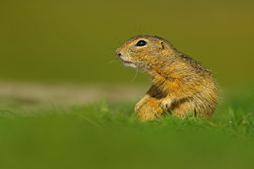 Naklejka na ściany i meble European Ground Squirrel, Spermophilus citellus, sitting in the green grass during summer, detail animal portrait, Czech Republic