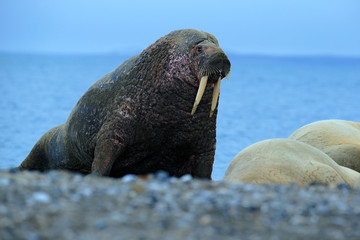 Walrus, Odobenus rosmarus, big animal stick out from blue water on pebble beach, in nature habitat,...
