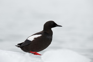 Black Guillemot, Cepphus grylle, black water bird with red legs, sitting on the ice with snow, animal in the nature habitat, winter scene, Svalbard, Norway