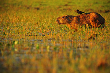 Biggest mouse, Capybara, Hydrochoerus hydrochaeris, with evening light during sunset, wild animal in the nature habitat, bird in the back, evening sun, Pantanal, Brazil