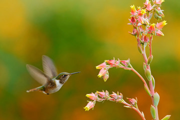 Scintillant Hummingbird, Selasphorus scintilla, tiny bird, smallest hummingbird from Costa Rica, action feeding scene next tu beautiful orange yellow flower, Savegre, Costa Rica