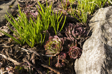 sempervivum rock beside the stone
