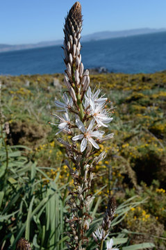 Asphodelus