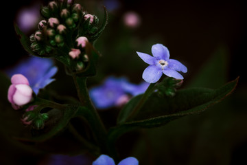 Fototapeta na wymiar Many small blue wild flowers on a background of green leaves