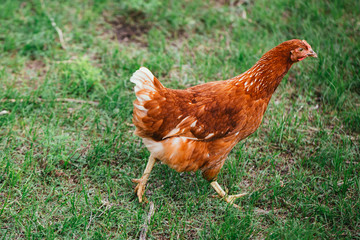rustic chicken brown coloring on a background of grass