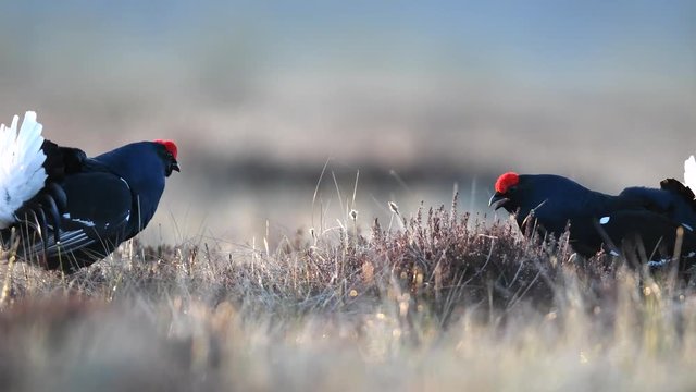 Black grouses in the bog. 4K UHD wildlife video.