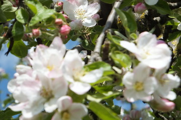 bezaubernde apfelbaumblüte