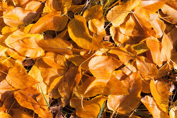 Gold autumn leaves on forest floor