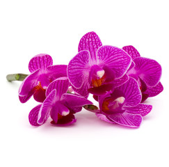 Fototapeta na wymiar Orchid flower head bouquet isolated on white background cutout