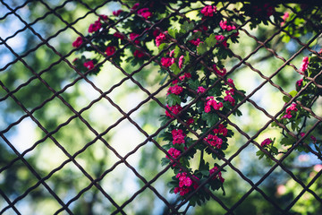 Shrub in bright pink blossom growing against chain link fencing