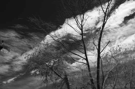 Infrared image in black and white of tree against the sky