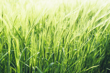 Brightly lit by sun green wheat field in spring