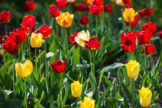 Tulips. Red and yellow tulips. Charming bouquet of fresh flowers