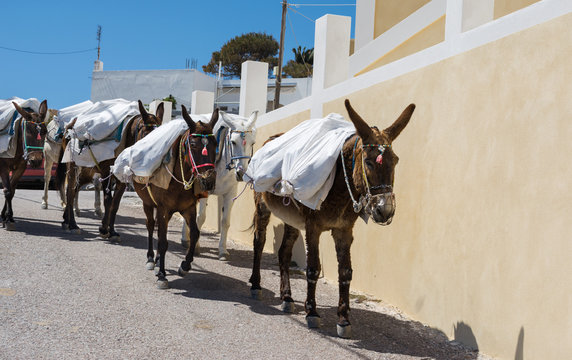 mules in Santorini