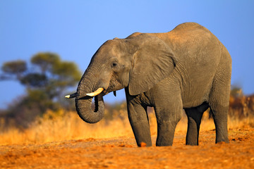 Naklejka na ściany i meble Big African Elephant, on the gravel road, with blue sky and green tree, animal in the nature habitat, Tanzania
